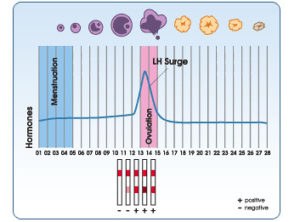 Ciclo Examen Ovulacion Ciclo Prueba De Ovulacion Negativa Positivo
