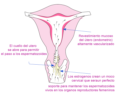 El aborto. ¿Crimen o un derecho? - Página 57 Cycle_vs_fertility1