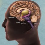Fuente: news-medical.net